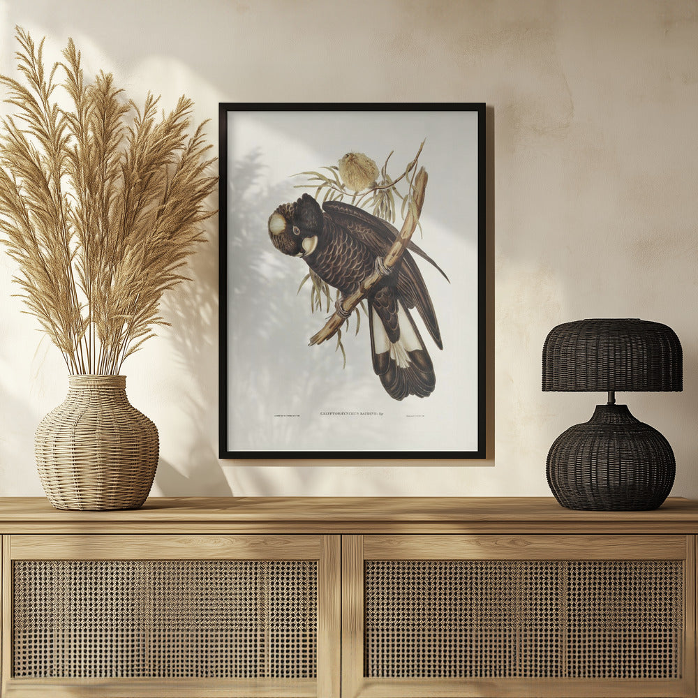 Baudin's Cockatoo Poster